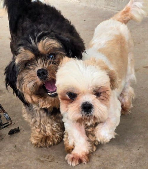 Photo of Ginger & Charlie, adoptable Shih Tzu in San Antonio, Texas