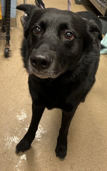 Photo of Pablo, adoptable dog in Chamblee, Georgia