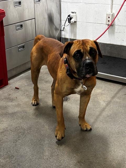 Photo of Bansky, adoptable Bullmastiff in Forestville, Maryland