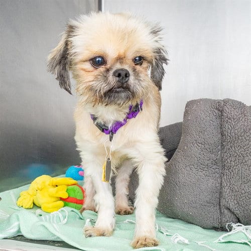 Photo of Barbara, adoptable Shih Tzu in St Louis, Missouri