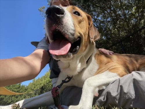 Photo of Canelo, adoptable Anatolian Shepherd in Chapel Hill, North Carolina