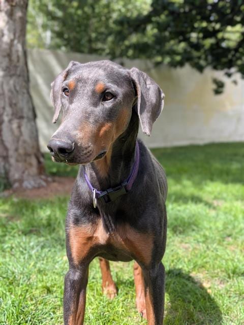 Photo of Brownie, adoptable Doberman Pinscher in Albuquerque, New Mexico