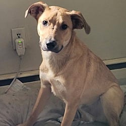 Photo of Feta, adoptable Australian Shepherd Shepherd (Unknown Type) in Manchester, New Hampshire