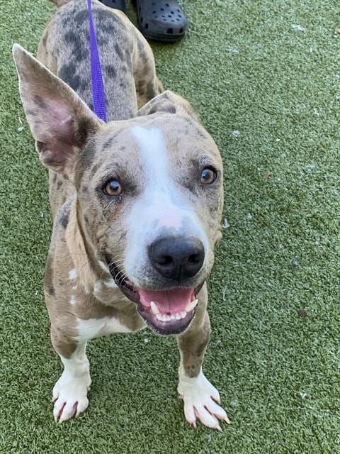 Photo of Zeus, adoptable Pit Bull Terrier in Fayetteville, North Carolina