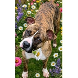 Photo of Nova, adoptable American Pit Bull Terrier in Texas City, Texas