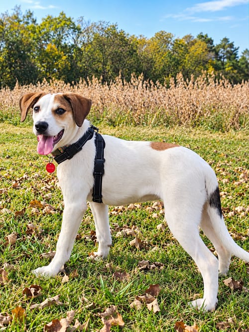 Photo of Cauliflower (f), adoptable Hound in Nashville, Tennessee