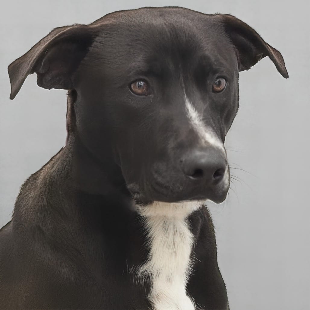 Photo of Waylon, adoptable Terrier, Pit Bull / Retriever, Labrador in South Elgin, Illinois