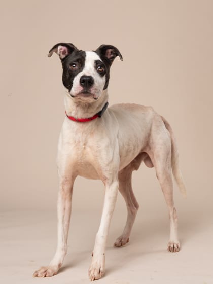 Photo of Kobe, adoptable dog in Atlanta, Georgia