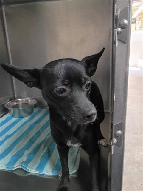 Photo of Parrot, adoptable Chihuahua in Killeen, Texas