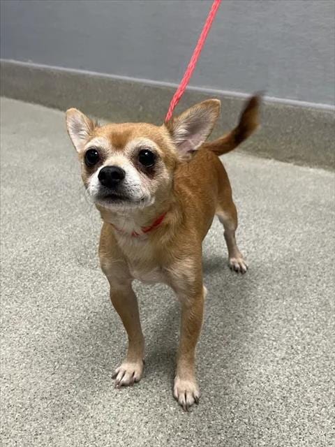 Photo of Portillo, adoptable Chihuahua in Las Vegas, Nevada