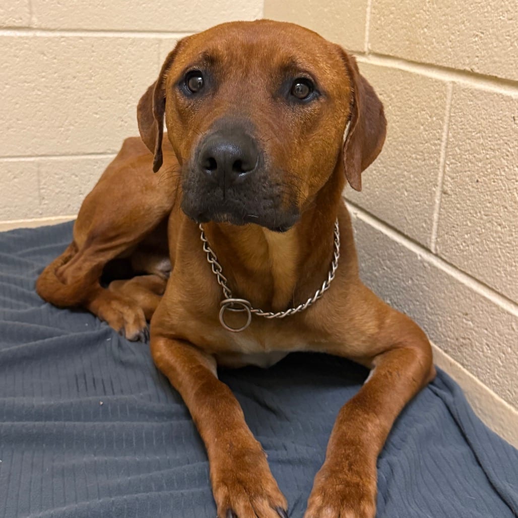 Photo of Tug, adoptable Mixed Breed (Large) in Winston-Salem, North Carolina
