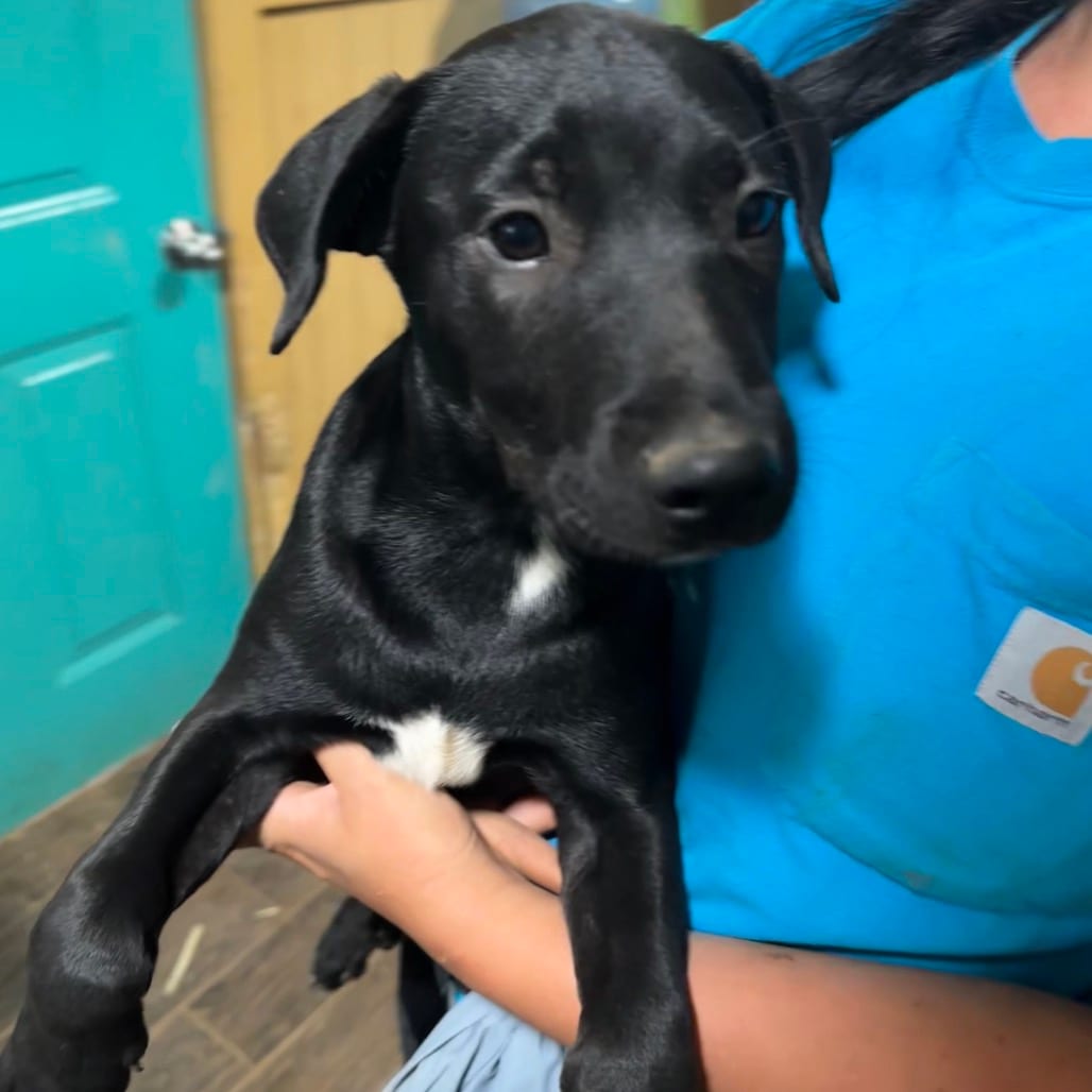 Photo of Cricket, adoptable Retriever, Black Labrador in Riverwoods, Illinois