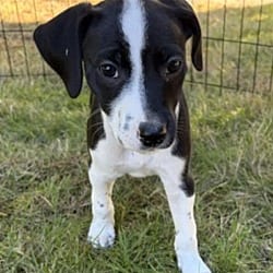 Photo of Bay Leaf, adoptable Dalmatian in Vancouver, Washington