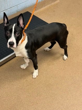 Photo of Emoticon, adoptable dog in Chamblee, Georgia