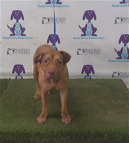 Photo of Hazel, adoptable Pit Bull Terrier in Orlando, Florida