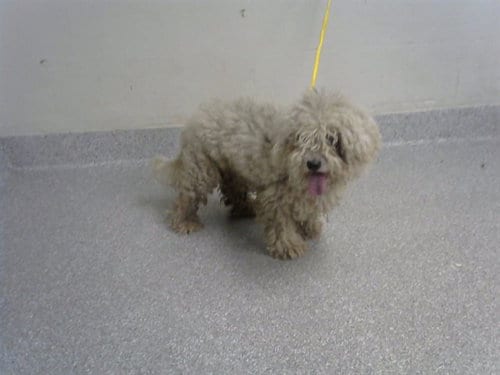 Photo of Bentley, adoptable Poodle (Miniature) in Pasadena, Texas