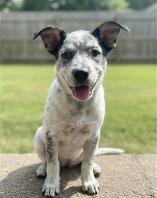 Photo of Clara Belle, adoptable Australian Cattle Dog/Blue Heeler in Alexander, Arkansas