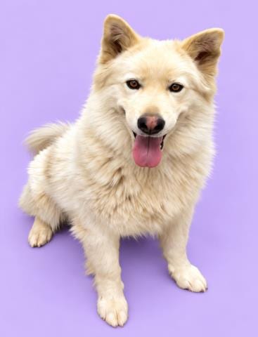 Photo of Nova, adoptable Husky in HESPERIA, California