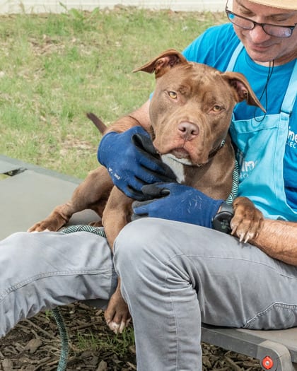 Photo of Anniston, adoptable dog in Chamblee, Georgia