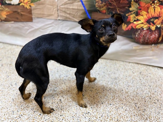 Photo of Vienna, adoptable Chihuahua - Smooth Coated and Miniature Pinscher in Miami, Florida