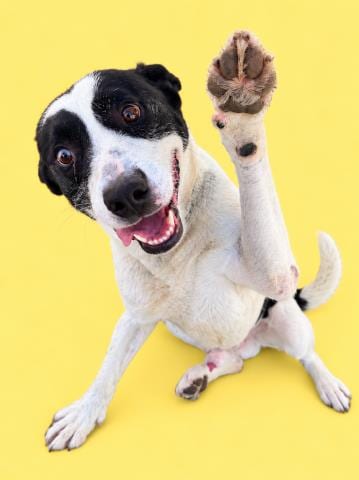 Photo of Oliver, adoptable Pit Bull Terrier in HESPERIA, California