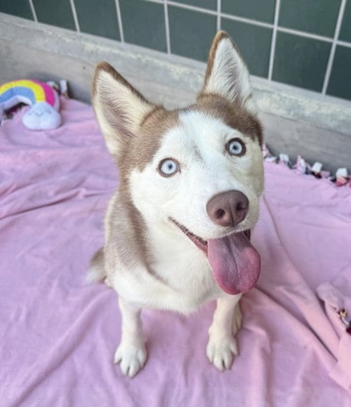 Photo of Sheila, adoptable Siberian Husky in Rancho Cucamonga, California