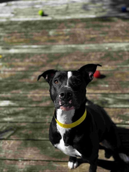 Photo of Oliver, adoptable Terrier in Abbeville, Louisiana