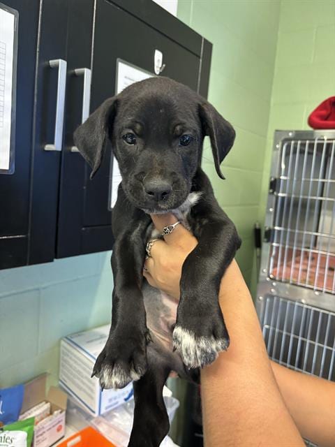 Photo of Brandon, adoptable Dalmatian in Grand Prairie, Texas