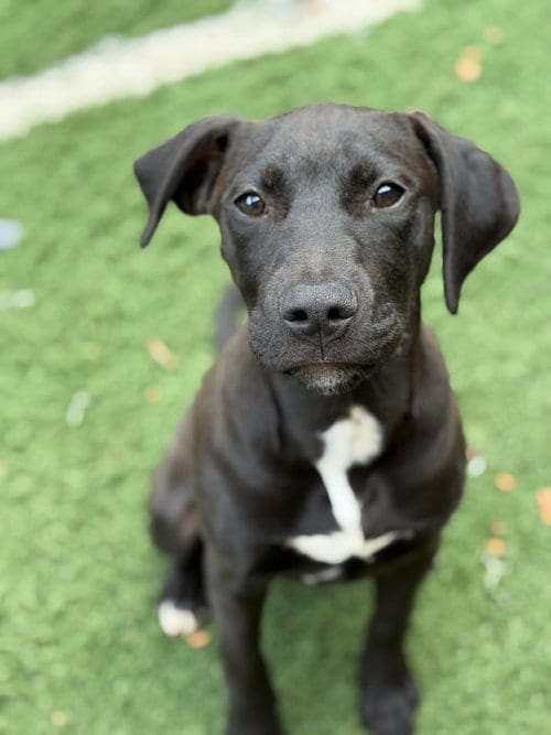 Photo of Odin, adoptable Pit Bull Terrier in Lovingston, Virginia