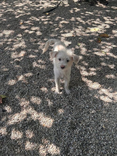Photo of Maisie, adoptable Terrier in Dana Point, California