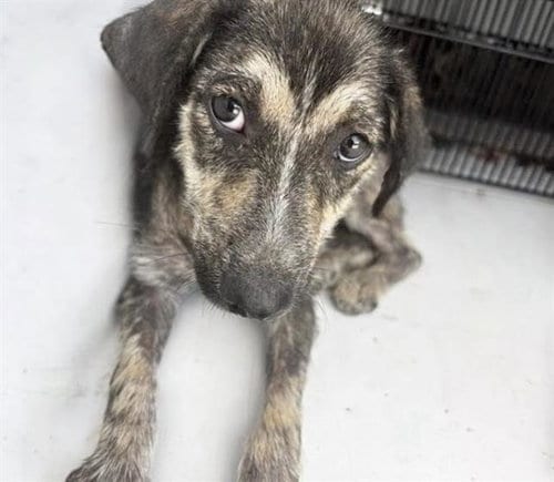 Photo of Chrissy, adoptable Plott Hound in Houston, Texas