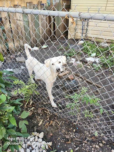 Photo of Odin, adoptable Labrador Retriever in San Antonio, Texas