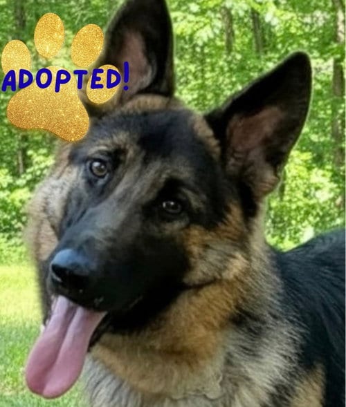Photo of Marshall2, adoptable German Shepherd Dog in Baltimore, Maryland