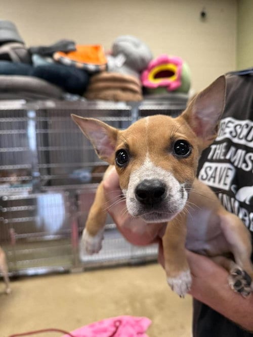 Photo of Jacob, adoptable Australian Cattle Dog/Blue Heeler in Rockwall, Texas