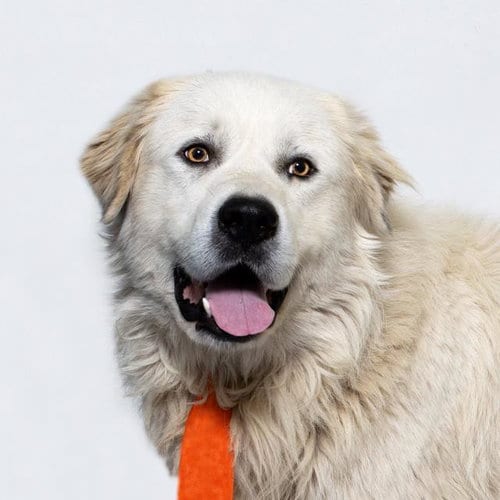 Photo of Homer, adoptable Great Pyrenees in Lompoc, California