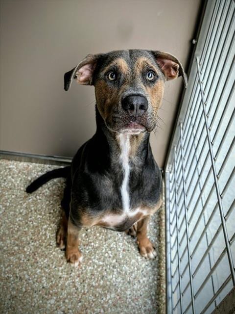 Photo of Ranger, adoptable Labrador Retriever in Clyde, North Carolina