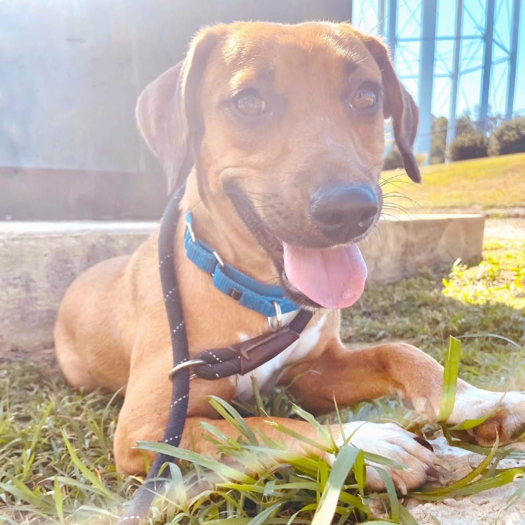 Photo of Feona - 072310U, adoptable Bloodhound / Mix in Tupelo, Mississippi