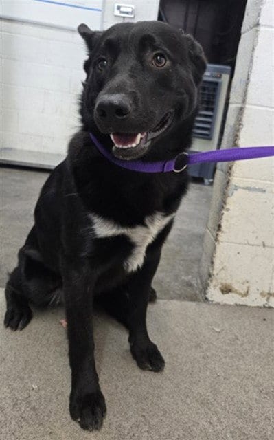 Photo of Levi, adoptable German Shepherd Dog in San Bernardino, California