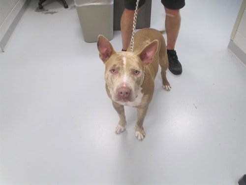 Photo of Cash, adoptable Catahoula Leopard Dog in Ocala, Florida