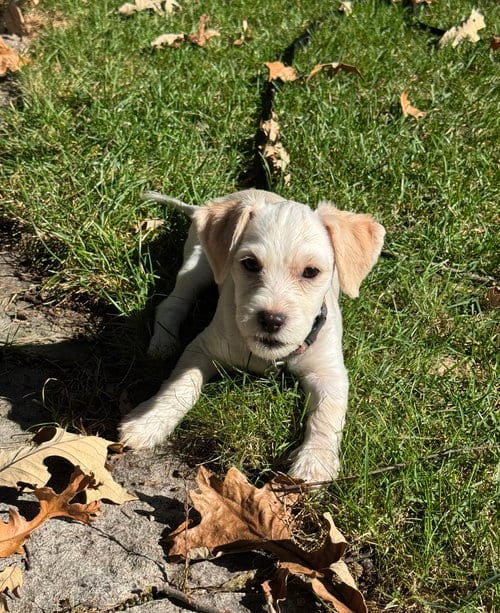 Photo of Farley, adoptable Cocker Spaniel in Mundelein, Illinois