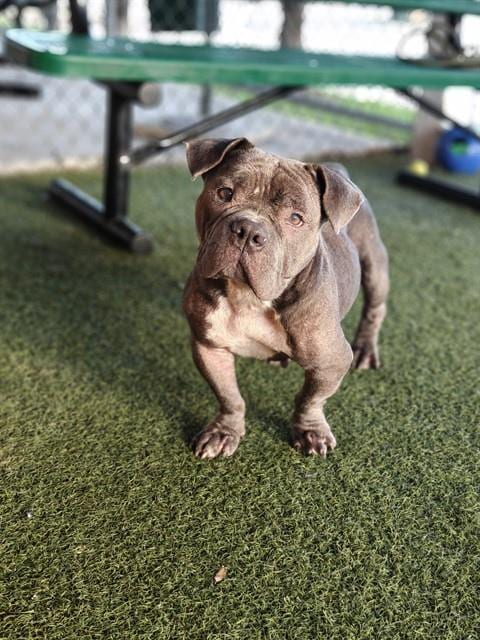 Photo of Gamma, adoptable English Bulldog in Miami, Florida