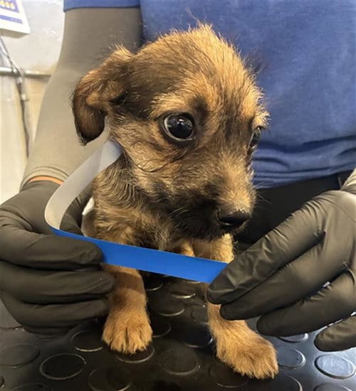 Photo of A888166, adoptable Schnauzer in Camarillo, California