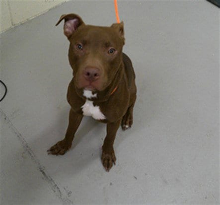 Photo of Brock, adoptable Terrier in Sanford, Florida