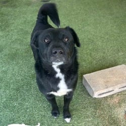 Photo of Toy 3897, adoptable Mixed Breed (Medium) in Loxahatchee, Florida