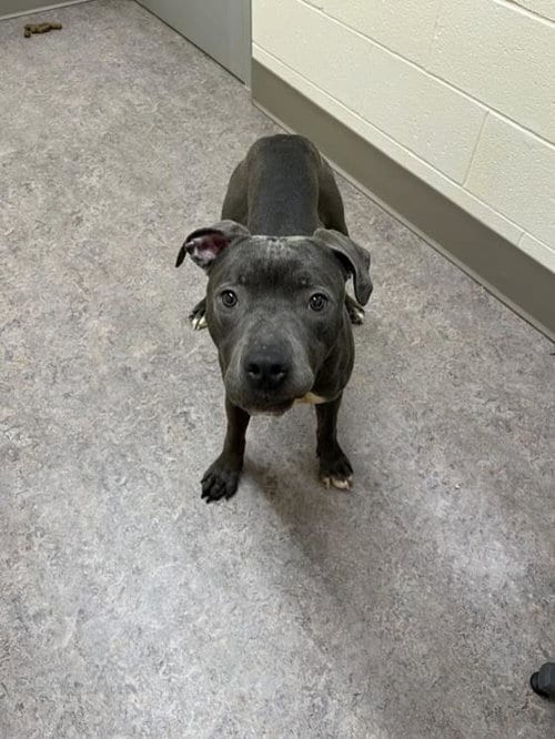 Photo of Zeus, adoptable Pit Bull Terrier in Saginaw, Michigan