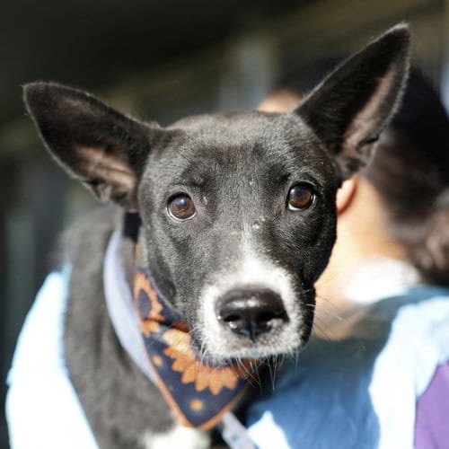 Photo of Ember, adoptable Labrador Retriever in San Antonio, Texas
