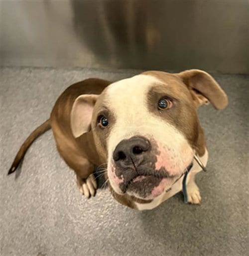 Photo of Valentine, adoptable Pit Bull Terrier in Dallas, Texas