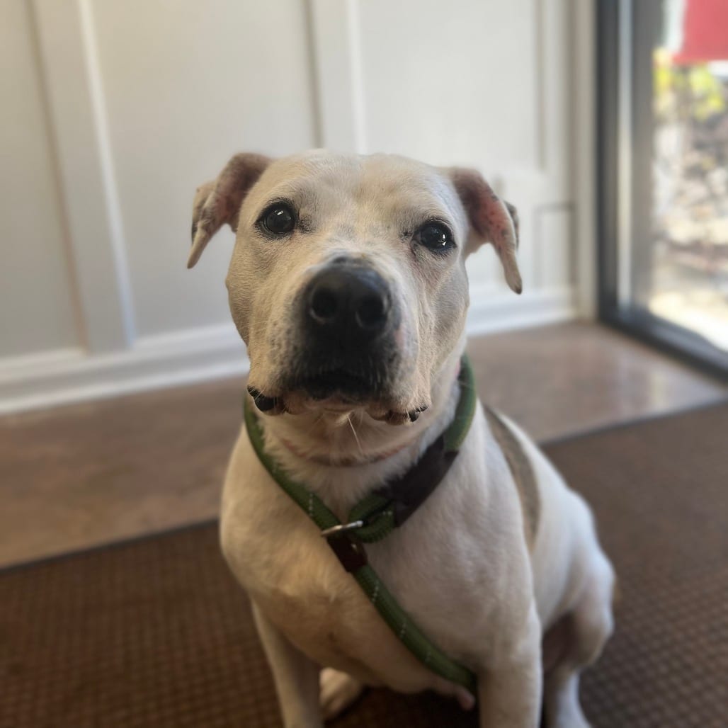 Photo of Rosie, adoptable Terrier, Pit Bull / Mix in Riverwoods, Illinois