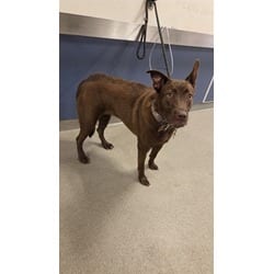 Photo of Mocha, adoptable Labrador Retriever in Doral, Florida