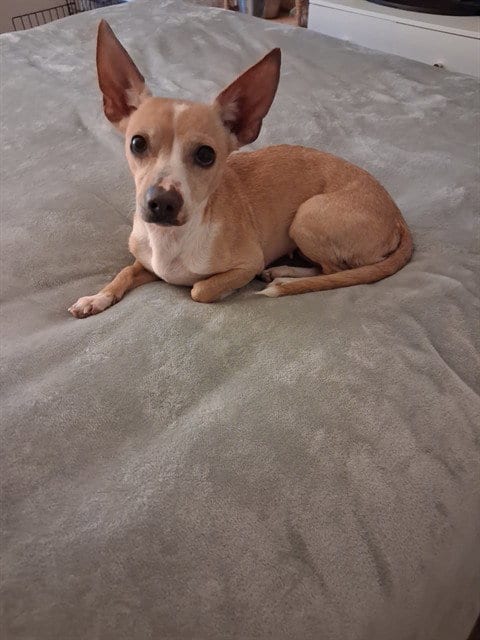 Photo of Daisy, adoptable Chihuahua in Conroe, Texas